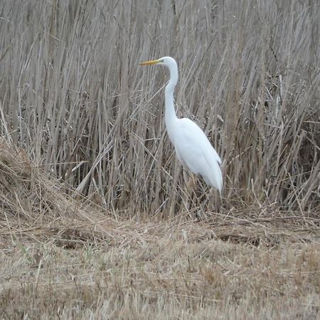 B&B De Zilverreiger Belt-Schutsloot Esterno foto