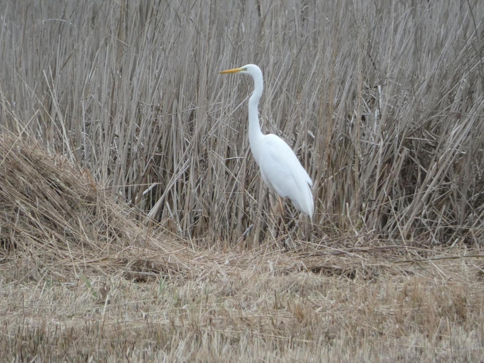 B&B De Zilverreiger Belt-Schutsloot Esterno foto